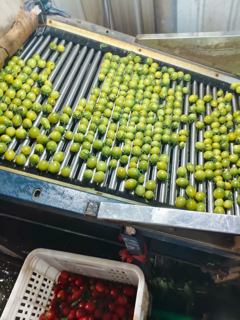 青田圣女果产地直供，对接批发市场商场超市电商等