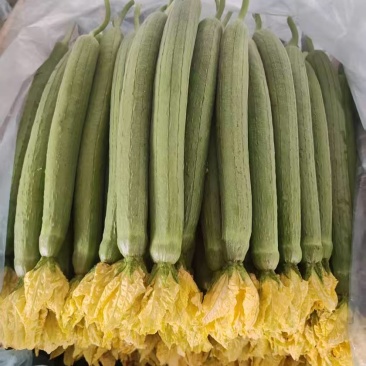 丝瓜山东精品丝瓜库存充足欢迎老板前来选购