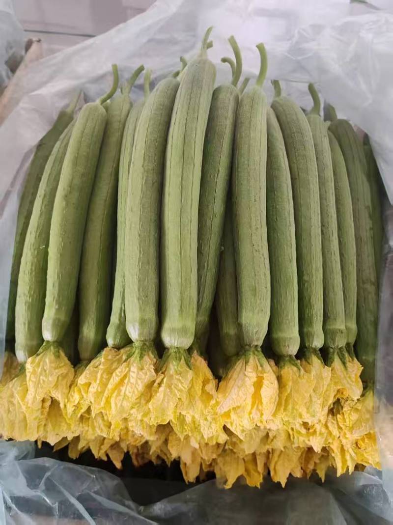丝瓜山东精品丝瓜库存充足欢迎老板前来选购