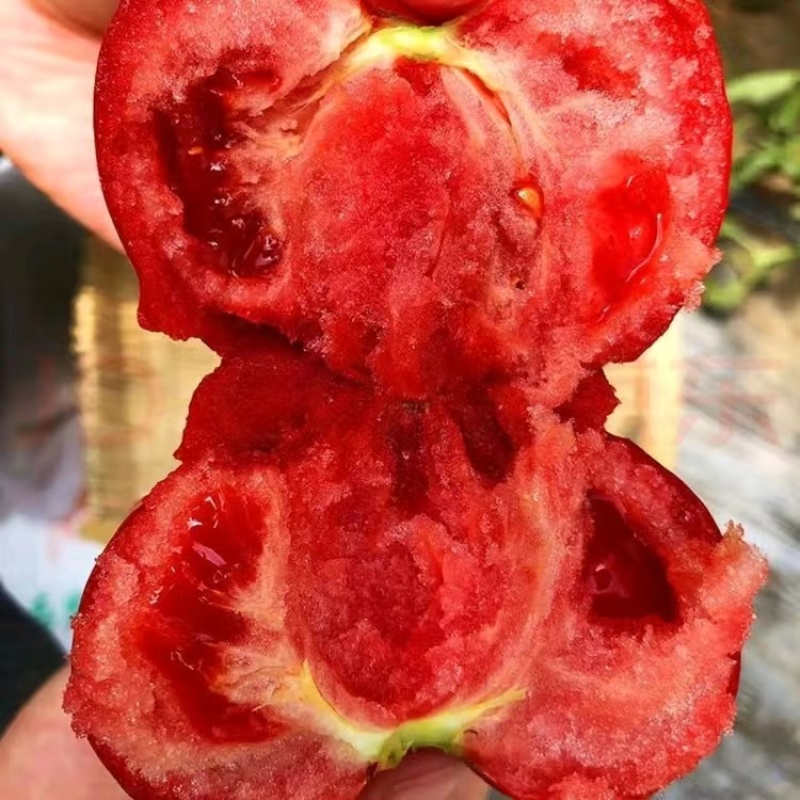 安徽普罗旺斯西红柿，品质高口感好价格低规格全，视频看货
