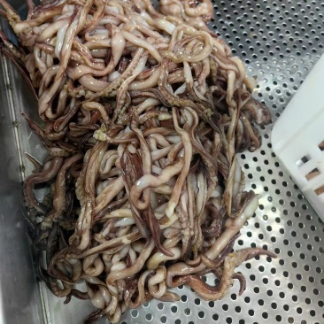 现切现冻的鱿鱼须处理干净过切下来的品相完整长度长加水速冻餐饮