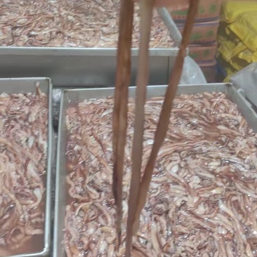 湖南冻品鱿鱼须鱿鱼头分割下来的二根触须处理干净做鱿鱼丸原材料