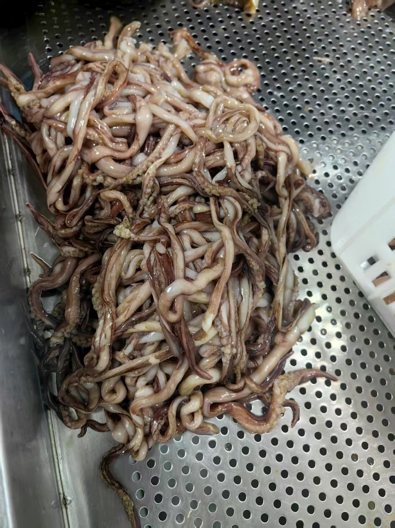 湖南冻品鱿鱼须鱿鱼头分割下来的二根触须处理干净做鱿鱼丸原材料