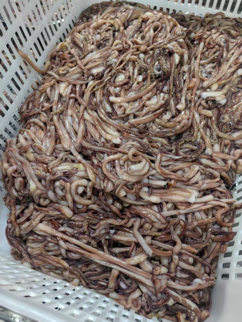 湖南冻品鱿鱼须鱿鱼头分割下来的二根触须处理干净做鱿鱼丸原材料