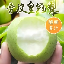 真实报价泊头皇冠梨口感好甜翠欢迎来电详谈