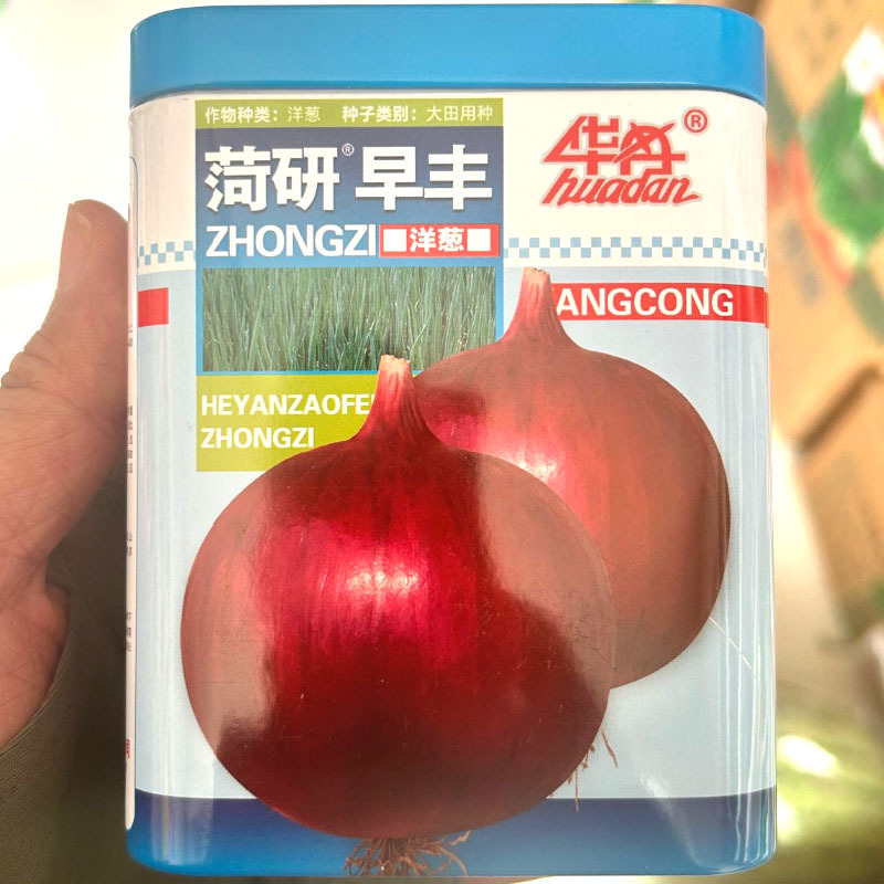 菏研早丰洋葱种子中日照红皮高桩洋葱种子近球型口感脆甜