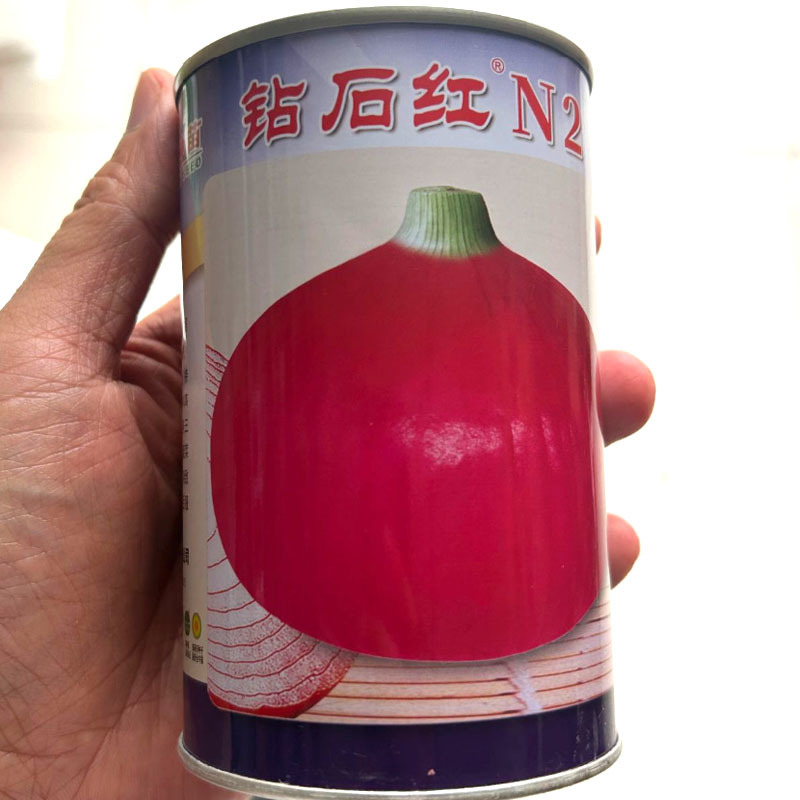 钻石红洋葱种子红皮洋葱种子鲜亮有光泽肉质脆嫩抗病