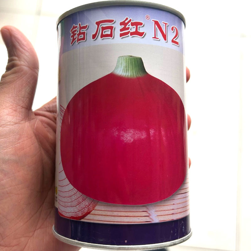 钻石红洋葱种子红皮洋葱种子鲜亮有光泽肉质脆嫩抗病