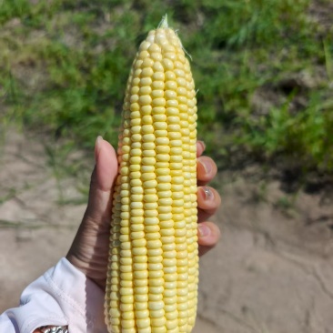 黄糯玉米262，新鲜现摘现发，量大从优，欢迎来电采购！