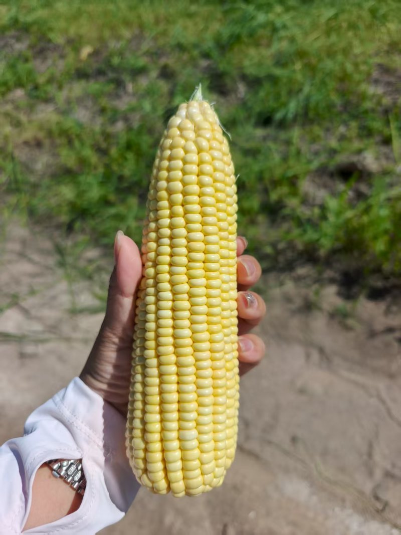 黄糯玉米262，新鲜现摘现发，量大从优，欢迎来电采购！