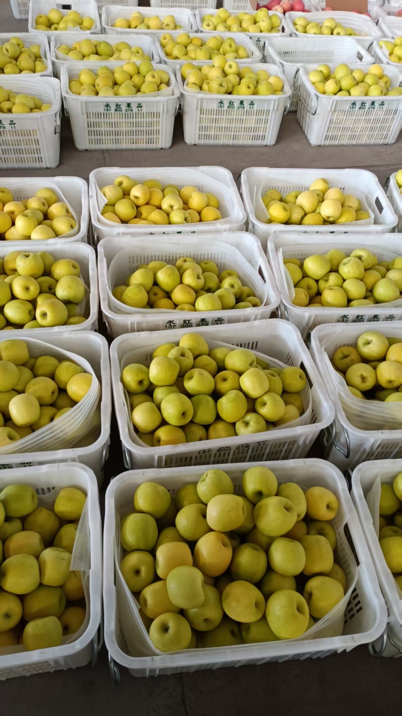 庆阳瑞雪苹果果型多样果肉紧实脆甜可口产地直销冷库直发