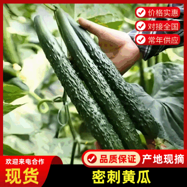 莘县油亮黄瓜密刺黄瓜大量供应品质保证欢迎来电咨询