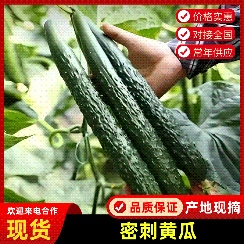莘县油亮黄瓜密刺黄瓜大量供应品质保证欢迎来电咨询