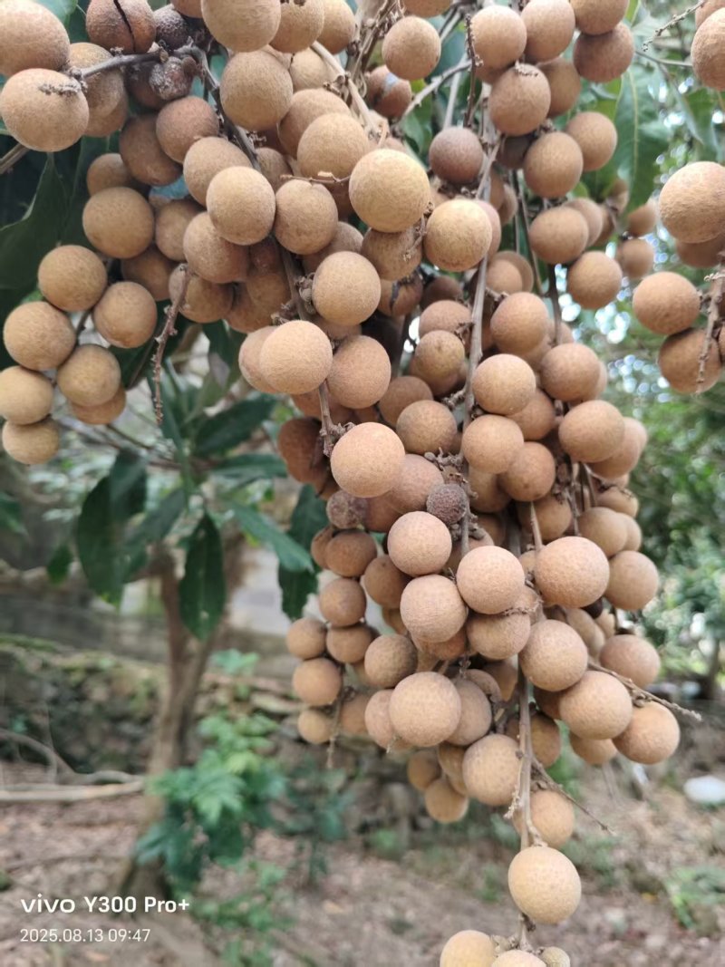 桂圆大量上市产地现摘现发核小肉多欢迎来电洽谈价优