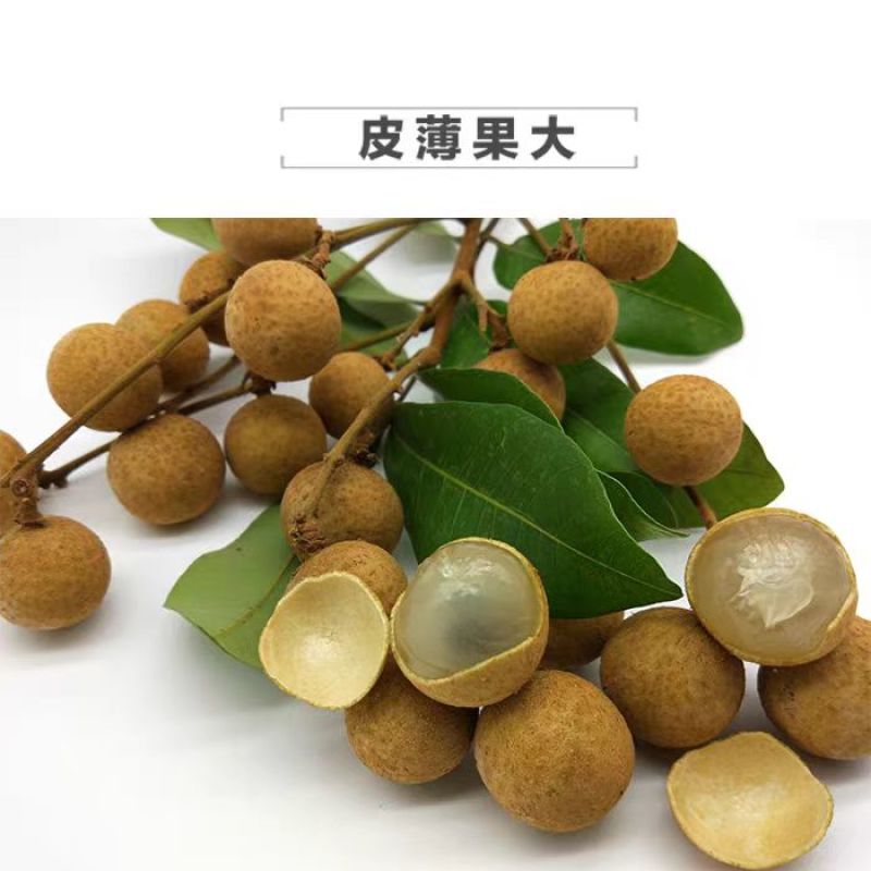 桂圆大量上市产地现摘现发核小肉多欢迎来电洽谈价优