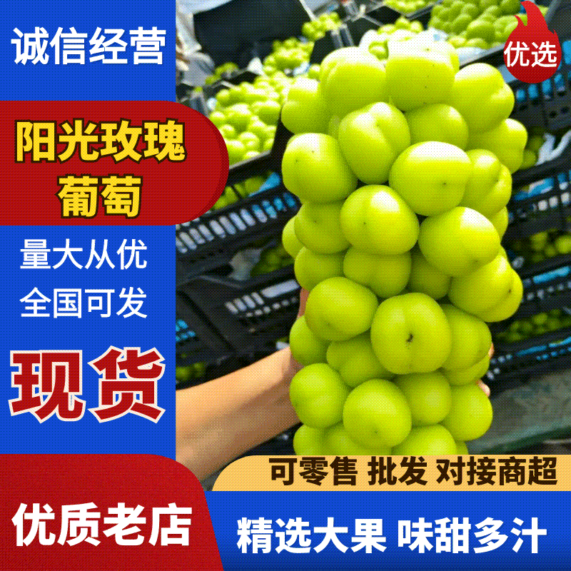 精品阳光玫瑰晴王河北产区鲜果大量上市价格便宜