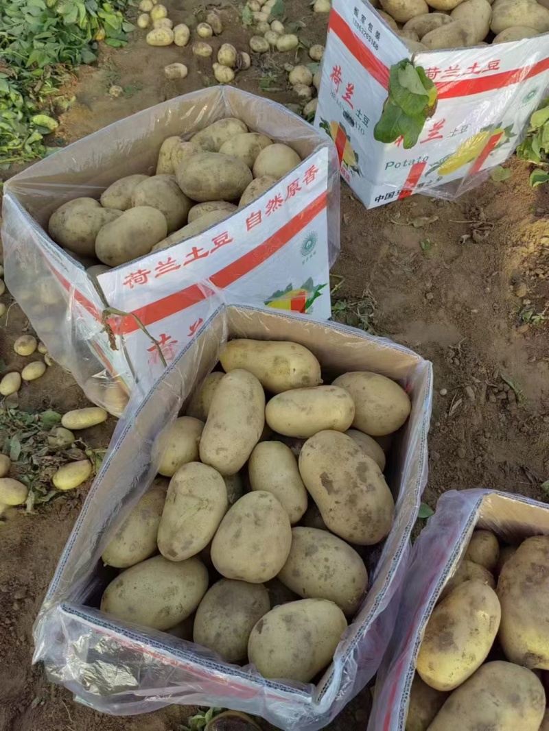 黄心土豆【土豆】黄皮黄心土豆大量供应，可实地考察看货