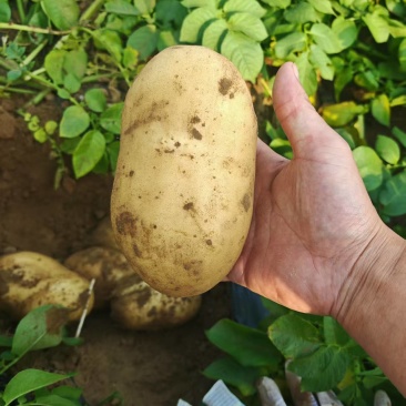 黄心土豆【土豆】黄皮黄心土豆大量供应，可实地考察看货