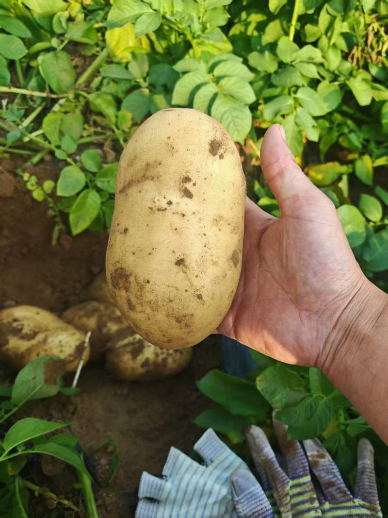 黄心土豆【土豆】黄皮黄心土豆大量供应，可实地考察看货
