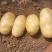 黄心土豆【土豆】黄皮黄心土豆大量供应，可实地考察看货