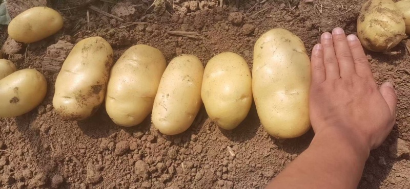 黄心土豆【土豆】黄皮黄心土豆大量供应，可实地考察看货