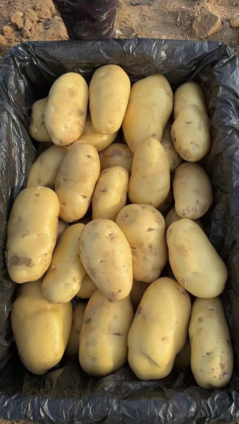 黄心土豆【土豆】黄皮黄心土豆大量供应，可实地考察看货