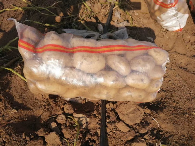 黄心土豆【土豆】黄皮黄心土豆大量供应，可实地考察看货