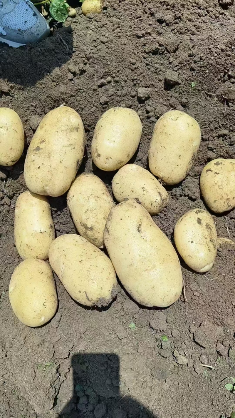 黄心土豆【土豆】黄皮黄心土豆大量供应，可实地考察看货