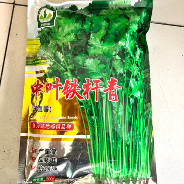 中叶铁杆青香菜种子500g抗病高产青梗实心直立香菜种子