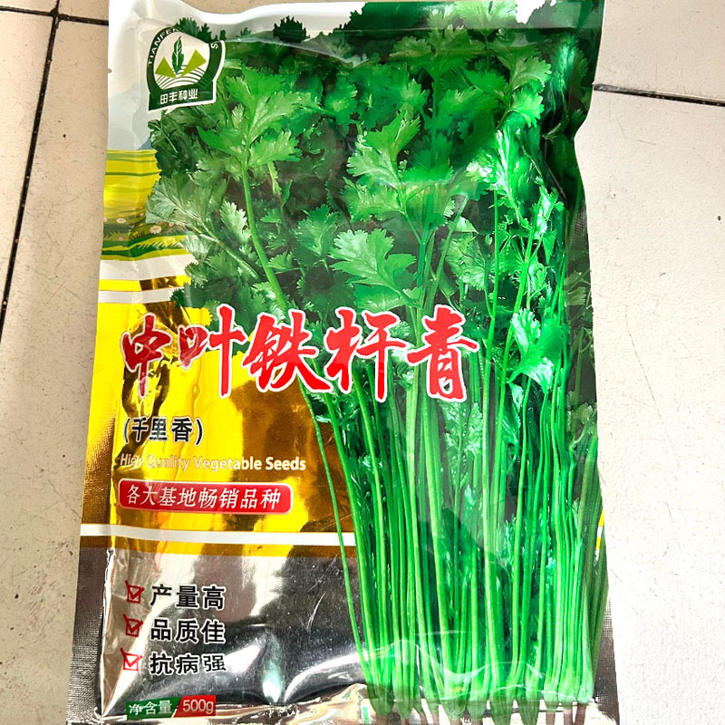 中叶铁杆青香菜种子500g抗病高产青梗实心直立香菜种子