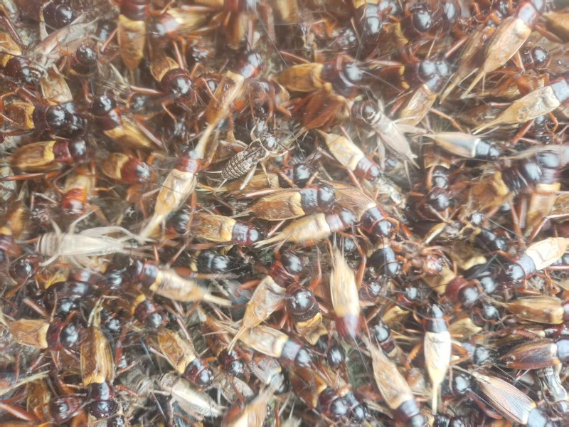 济南自家养殖蟋蟀油葫芦可做宠物饲料蜥蜴变色龙守宫林蛙宠物蛇