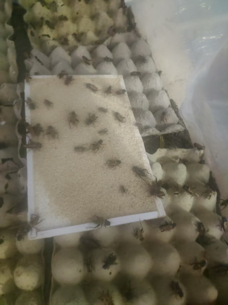 济南自家养殖蟋蟀油葫芦可做宠物饲料蜥蜴变色龙守宫林蛙宠物蛇