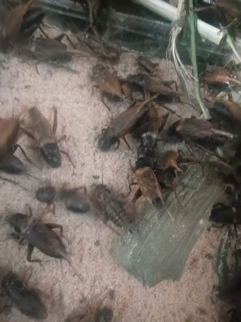 济南自家养殖蟋蟀油葫芦可做宠物饲料蜥蜴变色龙守宫林蛙宠物蛇