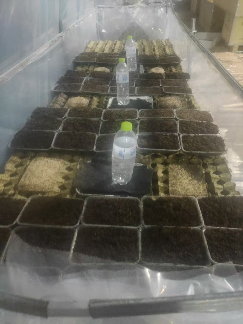 济南自家养殖蟋蟀油葫芦可做宠物饲料蜥蜴变色龙守宫林蛙宠物蛇