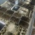 济南自家养殖蟋蟀油葫芦可做宠物饲料蜥蜴变色龙守宫林蛙宠物蛇