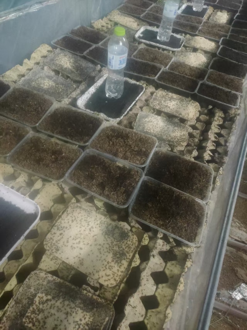 济南自家养殖蟋蟀油葫芦可做宠物饲料蜥蜴变色龙守宫林蛙宠物蛇