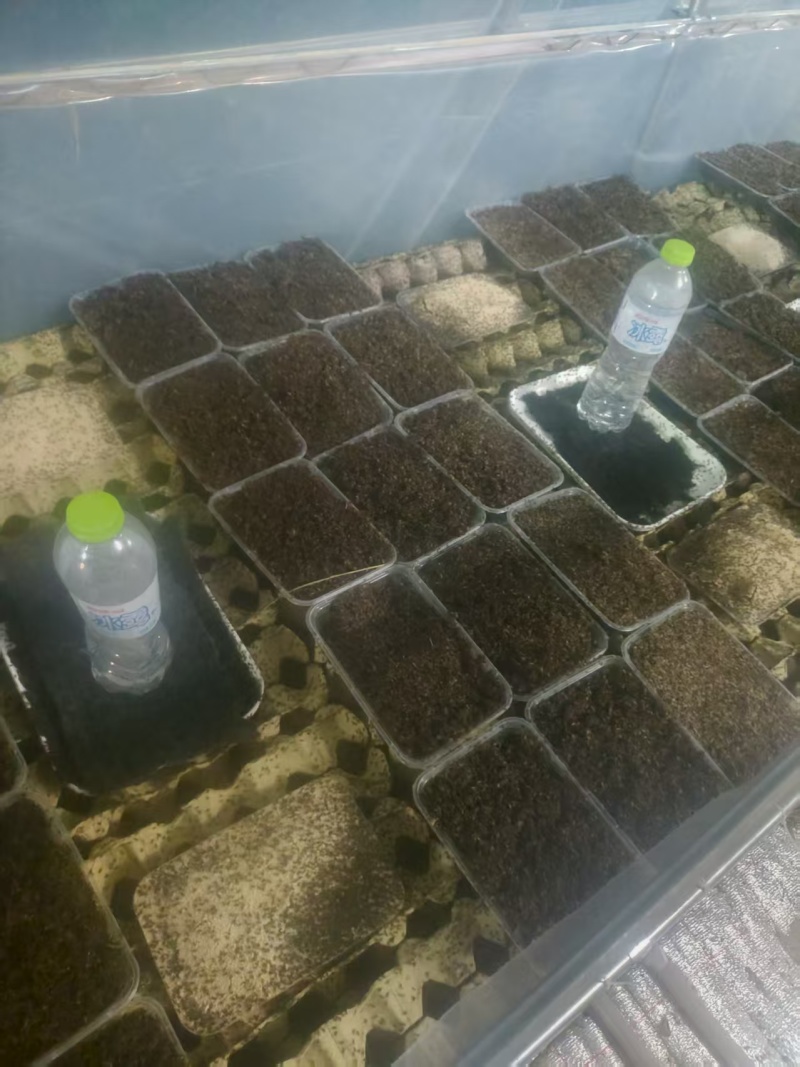 山东蟋蟀蛐蛐油葫芦活体发货包邮一件也是批发价可做宠物饲料
