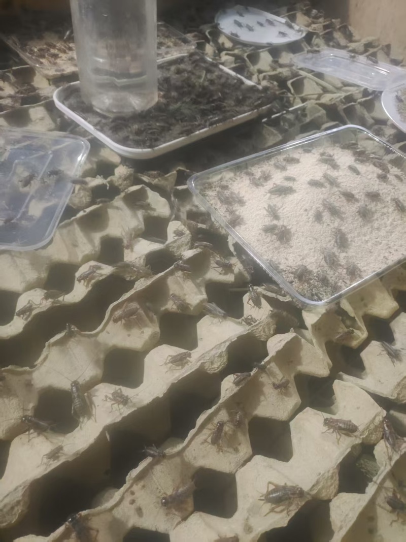 山东蟋蟀蛐蛐油葫芦活体发货包邮一件也是批发价可做宠物饲料