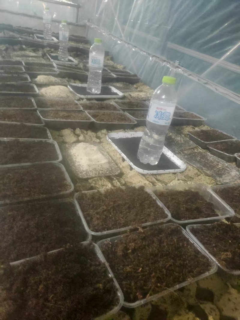 山东蟋蟀蛐蛐油葫芦活体发货包邮一件也是批发价可做宠物饲料