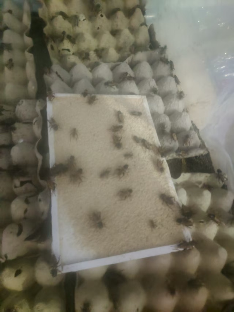 山东蟋蟀蛐蛐油葫芦活体发货包邮一件也是批发价可做宠物饲料