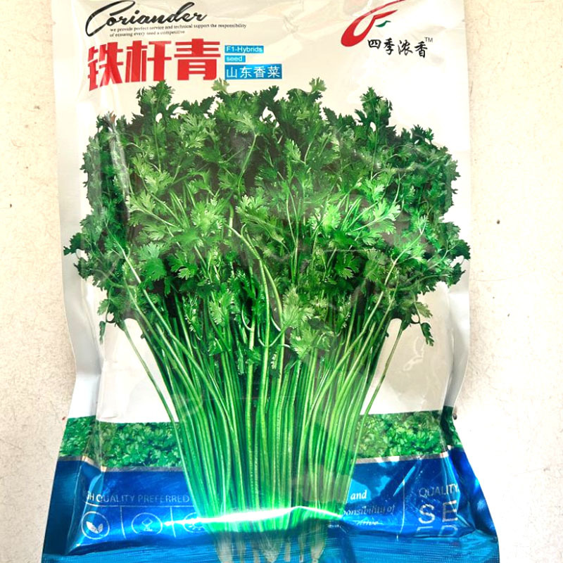 铁杆青香菜种子四季浓香铁杆青梗实心直立性强口感甜香味浓