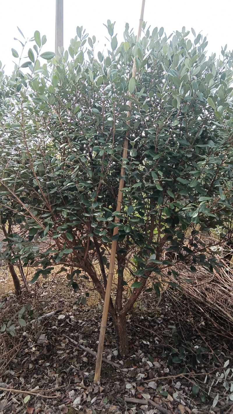 【苗圃直供】菲油果树苗一手货源量大价优欢迎来电咨询