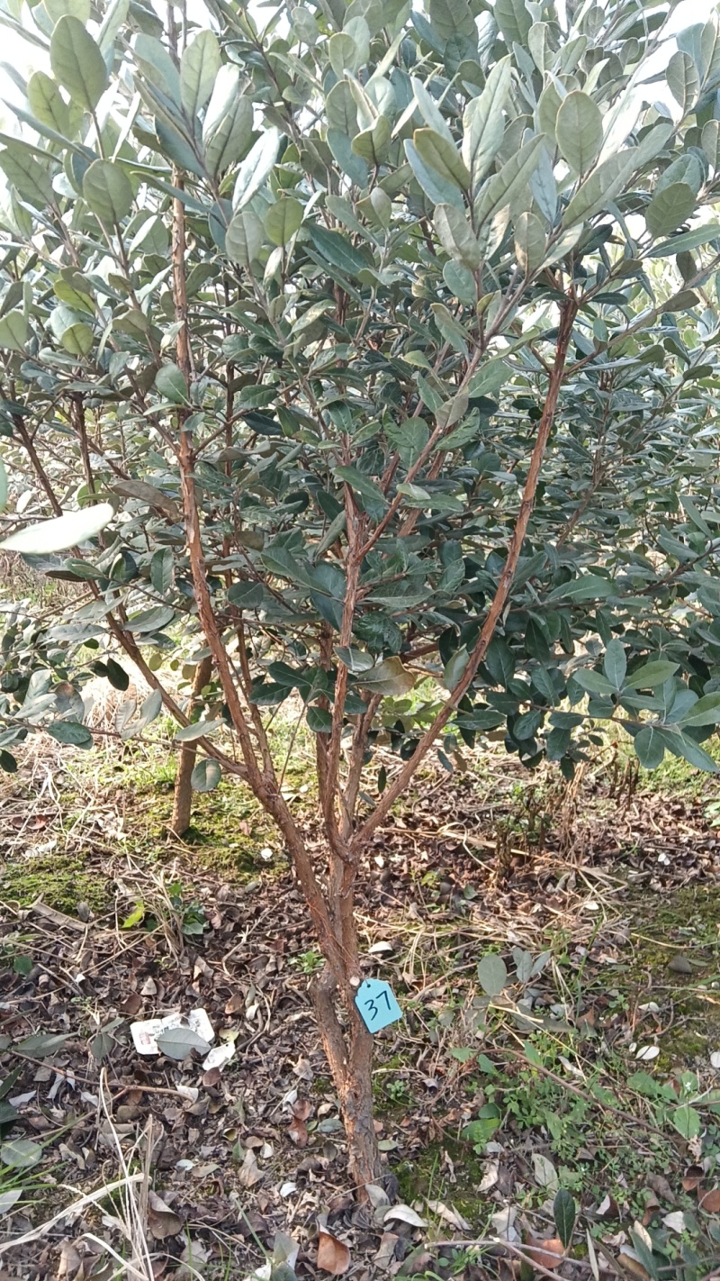 【苗圃直供】菲油果树苗一手货源量大价优欢迎来电咨询