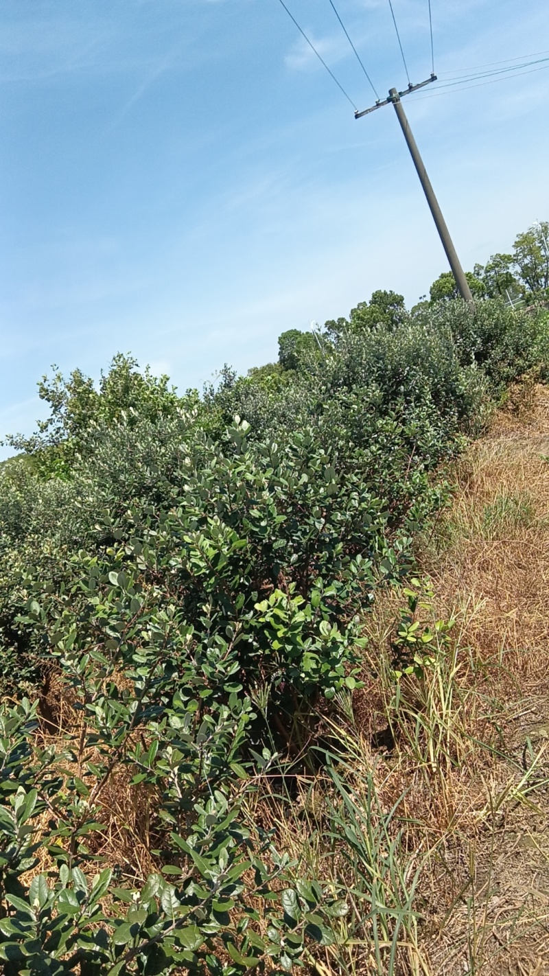【苗圃直供】菲油果树苗一手货源量大价优欢迎来电咨询
