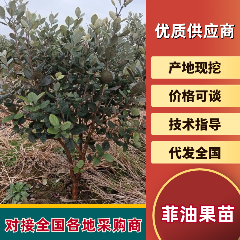 【苗圃直供】菲油果树苗一手货源量大价优欢迎来电咨询