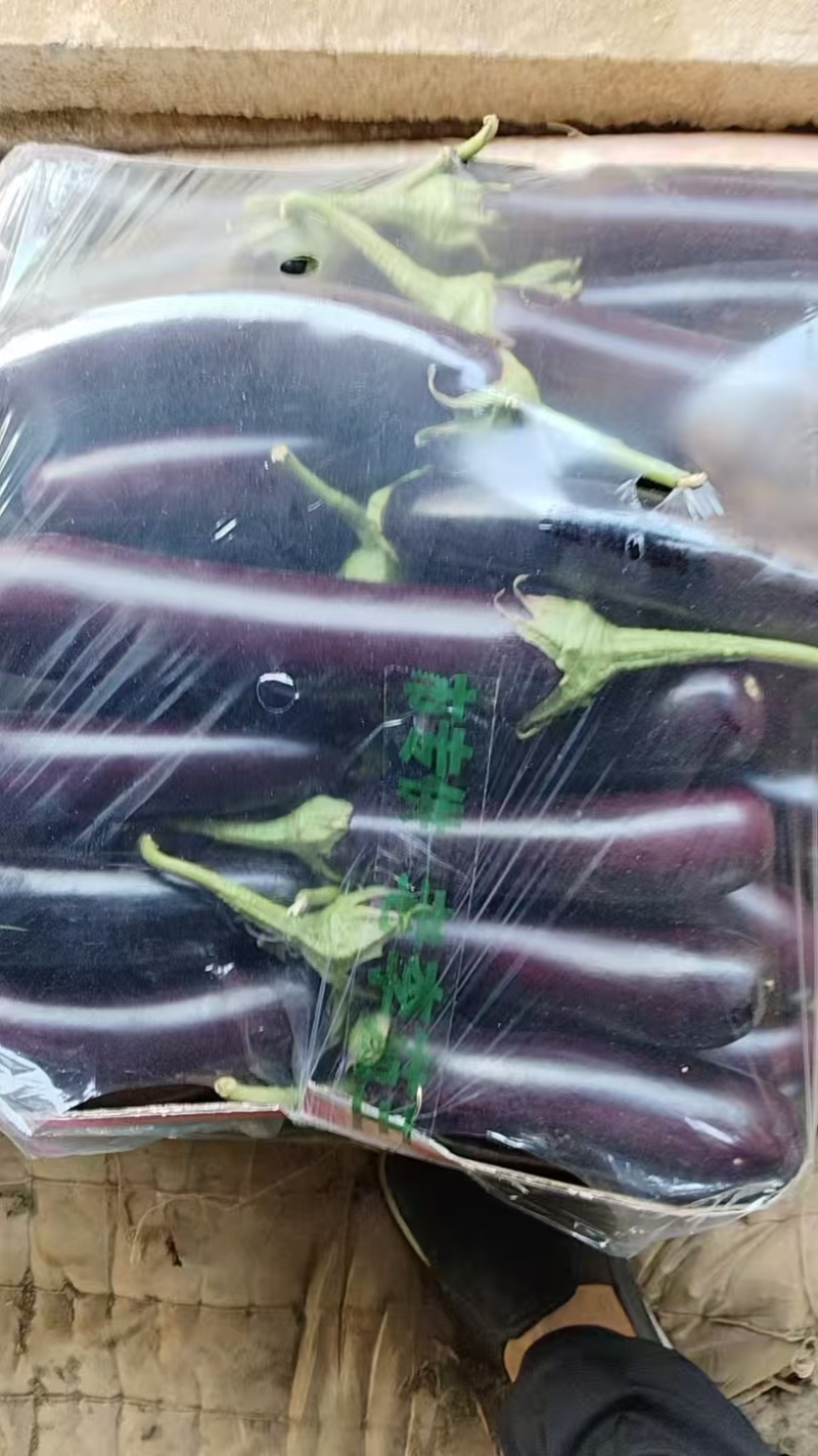 辽宁葫芦岛紫长茄大量上市/精品茄子一手货源量大从优