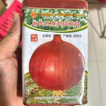 特大抗病紫红洋葱种子250g半高桩中早熟洋葱种子基地种植