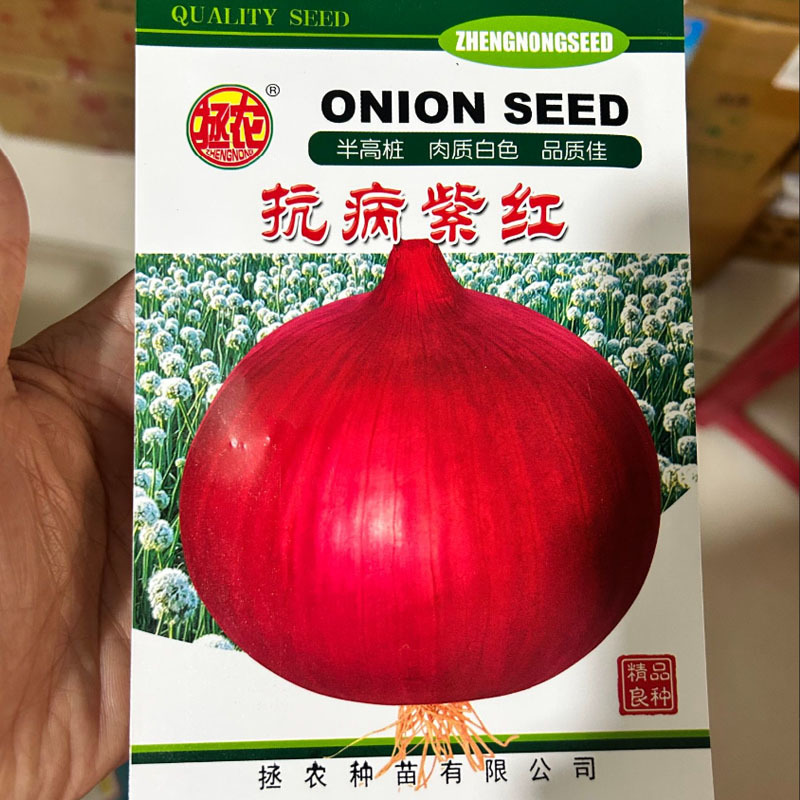 特大抗病紫红洋葱种子250g半高桩中早熟洋葱种子基地种植