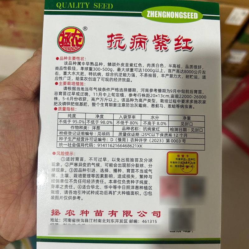 特大抗病紫红洋葱种子250g半高桩中早熟洋葱种子基地种植