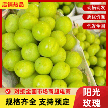 正阳阳光玫瑰大量供应品质优可对接市场商超欢迎咨询